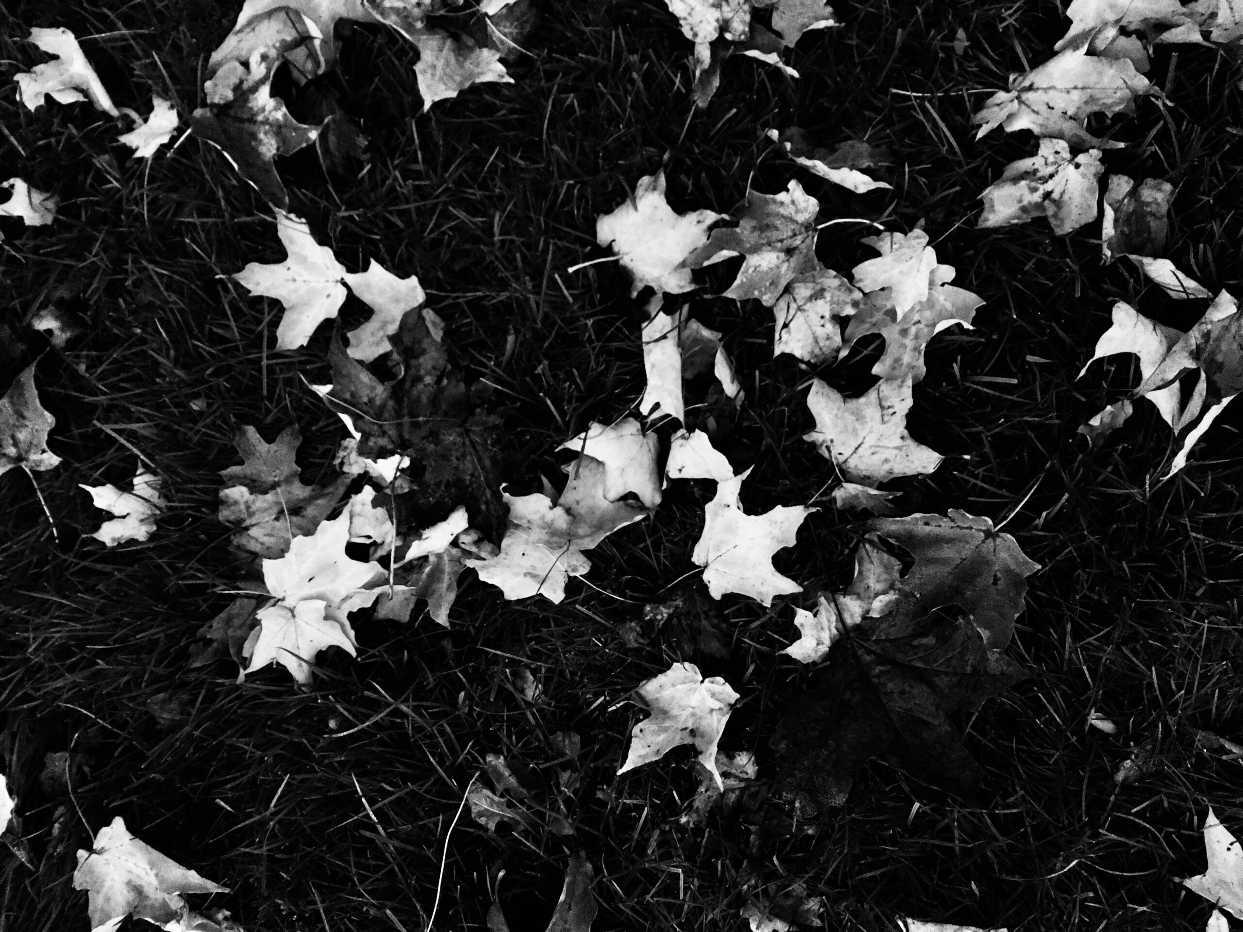 autumn leaves lay on the ground